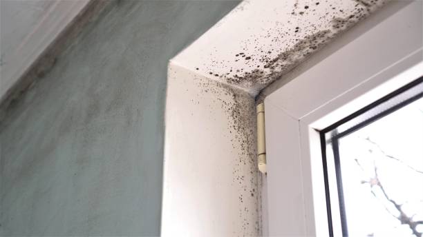Best Residential Mold Removal  in Chattahoochee Hills, GA