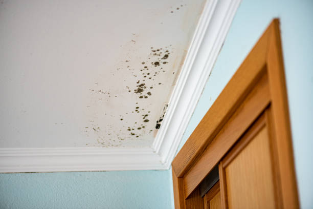 Best Mold Testing  in Chattahoochee Hills, GA