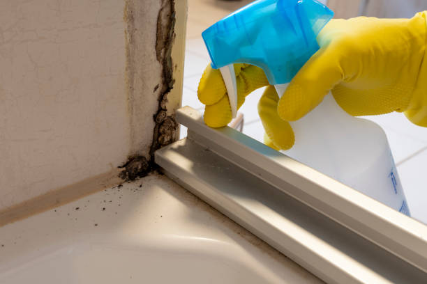 Best Local Mold Removal Service  in Chattahoochee Hills, GA