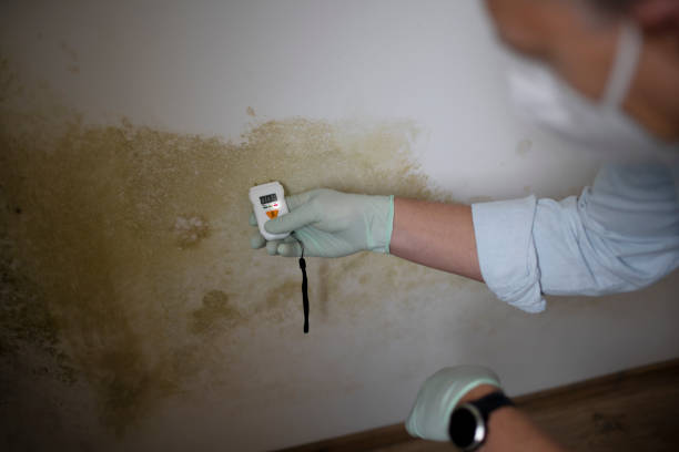 Mold Removal Process in Chattahoochee Hills, GA