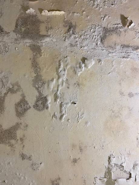 Best Attic Mold Removal  in Chattahoochee Hills, GA