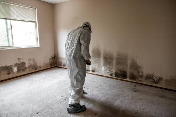 Mold Removal and Inspection in Chattahoochee Hills, GA