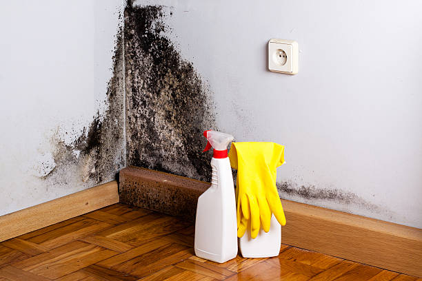 Best Attic Mold Removal  in Chattahoochee Hills, GA